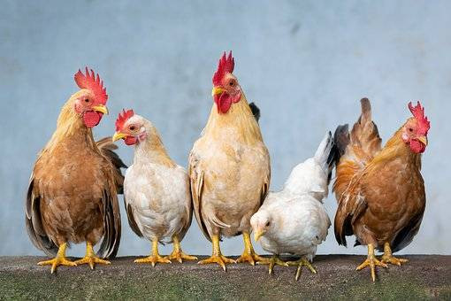 Ilustrasi ayam. Foto: pixabay