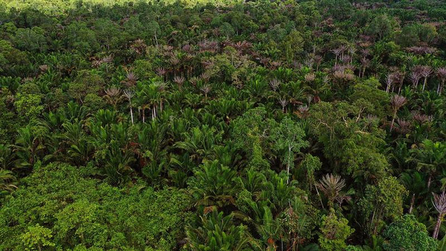Tutupan Hutan di Papua Barat (dok. Auriga Nusantara)