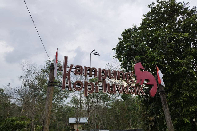 Kopi Luwak Desa Petani Binaan Pertamina Hulu Kalimantan Timur. Foto: Angga Sukmawijaya/kumparan