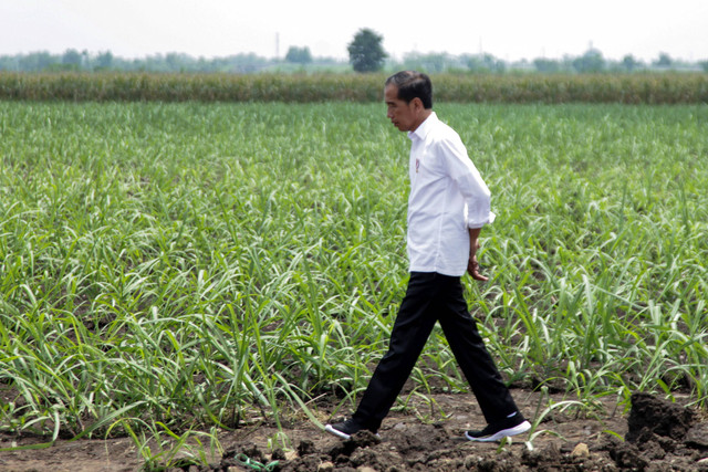 Presiden Joko Widodo berjalan di kebun tebu Temugiring PTPN X Batankrajan, Gedeg saat kunjungan ke Mojokerto, Jawa Timur, Jumat (4/11/2022).  Foto: Umarul Faruq/ANTARA FOTO
