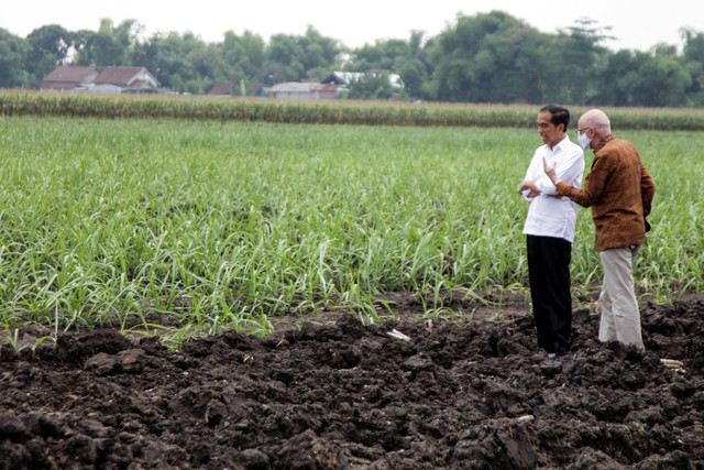 Presiden Joko Widodo (kiri) didampingi Konsultan investor sinergi gula nusantara Plinio Mario Nastari (kanan) mengamati kebun tebu Temugiring PTPN X Batankrajan, Gedeg, Mojokerto, Jawa Timur, Jumat (4/11/2022).  Foto: Umarul Faruq/ANTARA FOTO