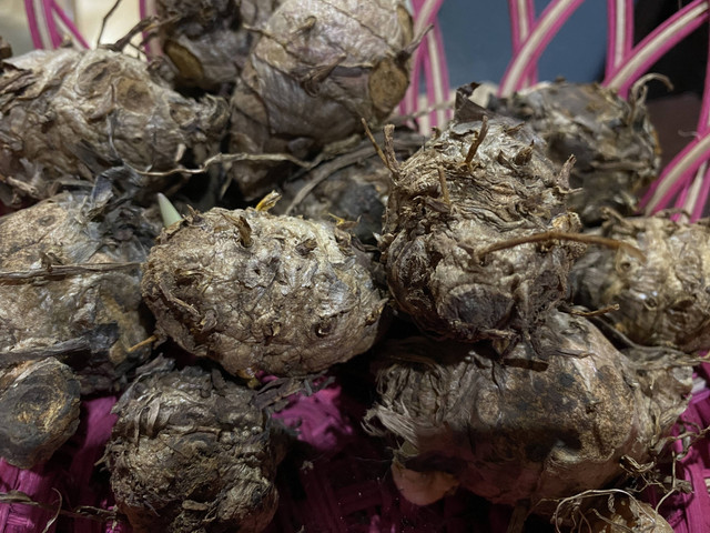 Ilustrasi Kunyit. Dokumentasi Pribadi