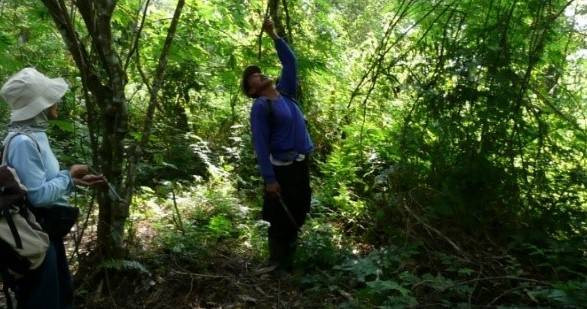 Gambar: Kawasan Taman Nasional Gunung Gede Pangrango (Foto dok. Marwan S. Peneliti Perekayasa BRIN/koleksi pribadi)