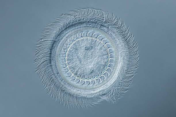 Alasan Pengelompokan Protista Mirip Jamur dalam Tumbuhan, Foto: Unsplash.