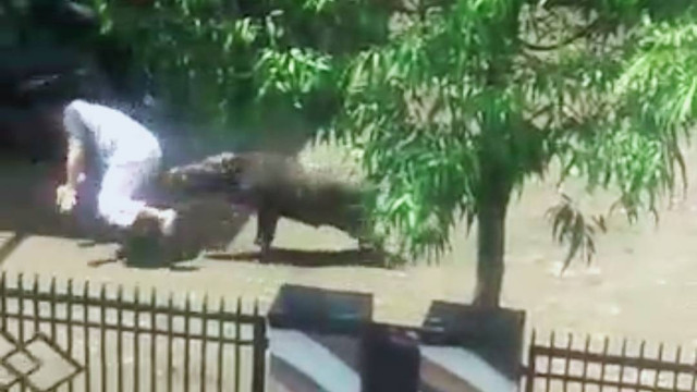 Babi hutan ngamuk menyerang warga Desa Ganggawang Kecamatan Salem Kabupaten Brebes. 