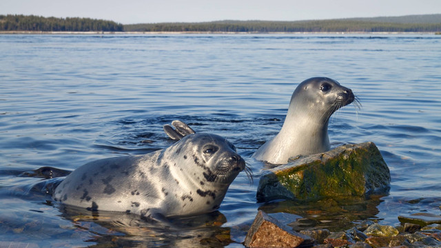 Ilustrasi anjing laut harpa. Foto: AleksandrN/Shutterstock