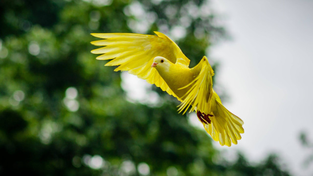 Ilustrasi artikel Pembahasan Jawaban TTS: Burung Bisa Terbang karena Memiliki Apa?. Sumber: pexels.com/Pixabay