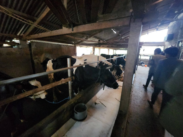 Sapi milik warga. (Dokumentasi Pribadi, 2022)