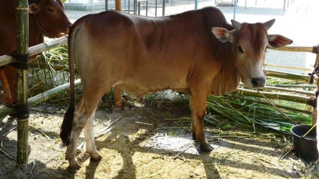 Sapi Jabres. Foto: Facebook Sapionline