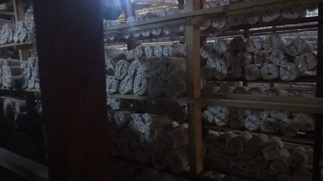 Tempat budidaya jamur tiram. (Dokumentasi Pribadi, 2022)