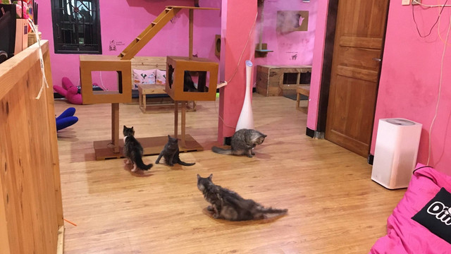 Suasana D'Meow Cafe dikelilingi kucing-kucing lucu. (Devi Rahmawati/kumparan)