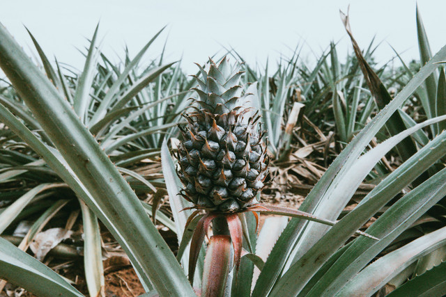 Ilustrasi serat nanas, sumber foto (Avrielle Suleiman) by unsplash.com