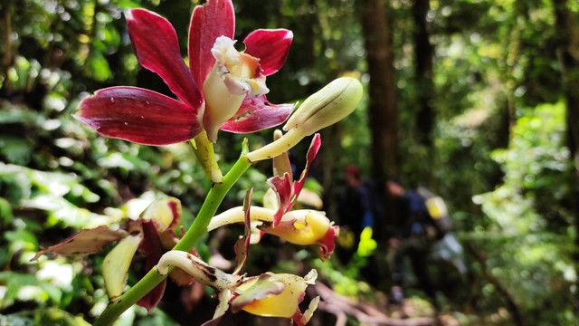 Salah satu jenis Anggrek yang tumbuh di CA Gunung Nyiut. Foto: Doc. Tim Scientific Exploration and Expedition CA Gunung Nyiut 2022 BKSDA Kalbar.