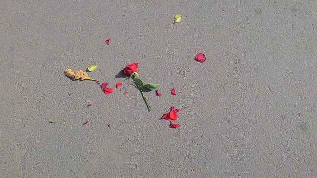 Puisi Cinta Bertepuk Sebelah Tangan, Foto Pixabay/parthrpatel800