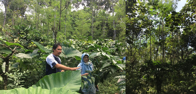 Sistem agroforestri berbasis kopi di desa Garahan Jember, Jawa Timur