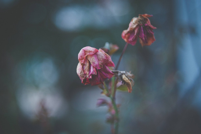 Ilustrasi Kata-Kata Doa untuk Nenek yang Sudah Meninggal. Foto: Unsplash/Silvestri Matteo.