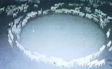 Puluhan domba berjalan melingkar selama lebih dari 10 hari di Mongolia Dalam di China Utara. Foto: Twitter/@PDChina