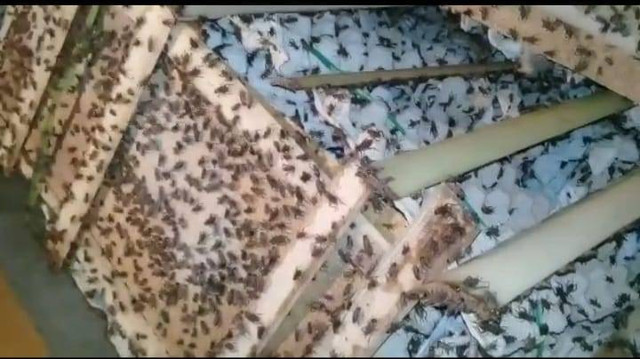 Budidaya jangkrik oleh Nur Cholik (44) warga Desa Pamiritan, Kecamatan Balapulang, Kabupaten Tegal.