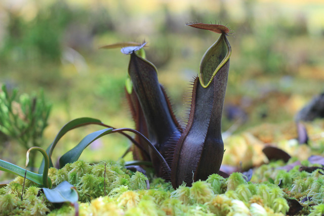 Salah satu jenis tanaman kantong semar yang tumbuh di kawasa CA Gunung Nyiut. Foto: Tim Jelajah CA Gunung Nyiut 2022, BKSDA Kalbar.