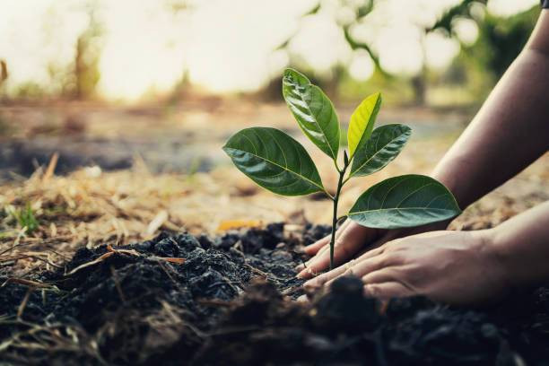 Ilustrasi Hari Pohon Sedunia. Foto: Unsplash