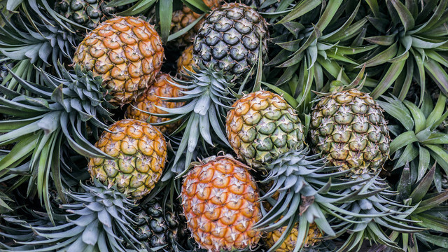 Apa saja manfaat nanas untuk kesehatan tubuh? Foto: Unsplash