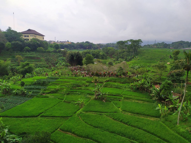 Potret Sawah. (Foto: Chaerunnisa Rahmatika)