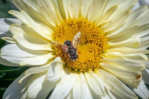 Apa yang Dimaksud dengan Simbiosis?, Sumber www.unsplash.com