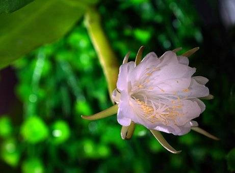 Ilustrasi bunga wijaya kusuma. Foto: pixabay