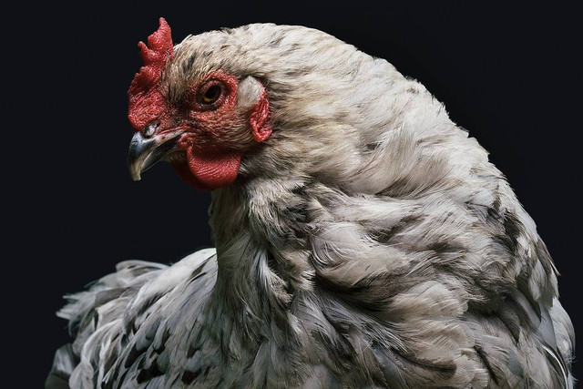 Ilustrasi ayam berkokok jam 11 malam. Foto: Pixabay