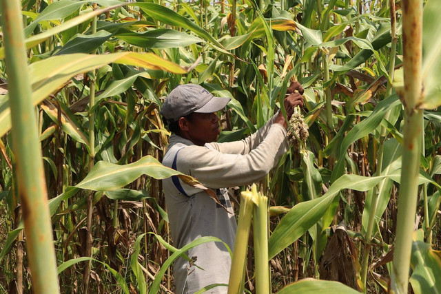 Petani memanen sorgum di areal pertanian Desa Tembelang, Kabupaten Jombang, Jawa Timur, Kamis (24/11/2022). Foto: Syaiful Arif/ANTARA FOTO