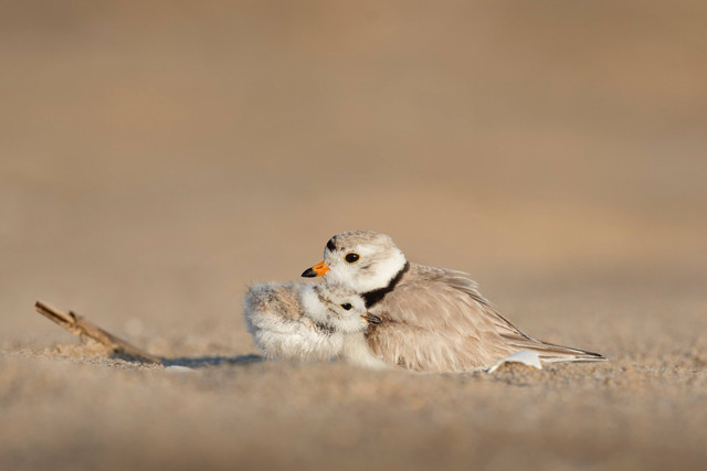 kata kata ultah buat ibu tercinta. sumber foto : unsplash/ray.