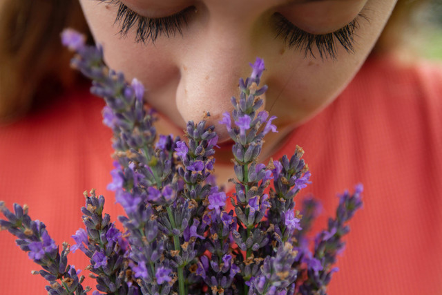 illustrasi "aroma lavender". sumber: unsplash.com