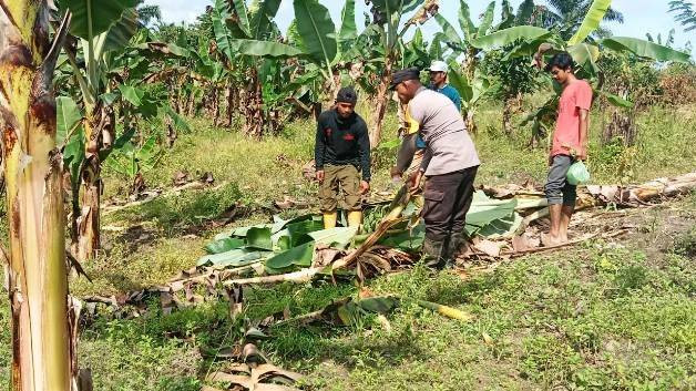Kawanan gajah liar merusak tanaman pisang dan sawit milik warga di Dusun Blang Perak, Gampong Seumanah Jaya, Kecamatan Ranto Peureulak, Aceh Timur. Foto: Dok. Polisi
