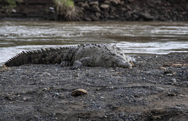 Ilustrasi buaya. Foto: Ezequiel Becerra/AFP