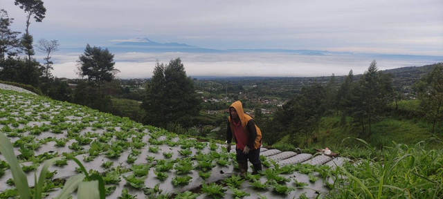 Sarjo, petani di Desa Samiran. Dokumentasi Intan Alliva Khansa/kumparan.