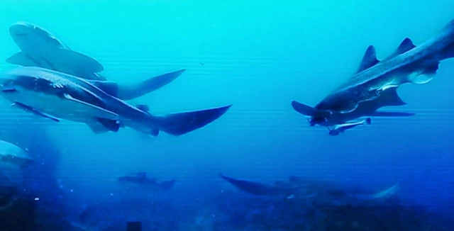 Spesies hiu belimbing dewasa di perairan Raja Ampat. Foto ist.