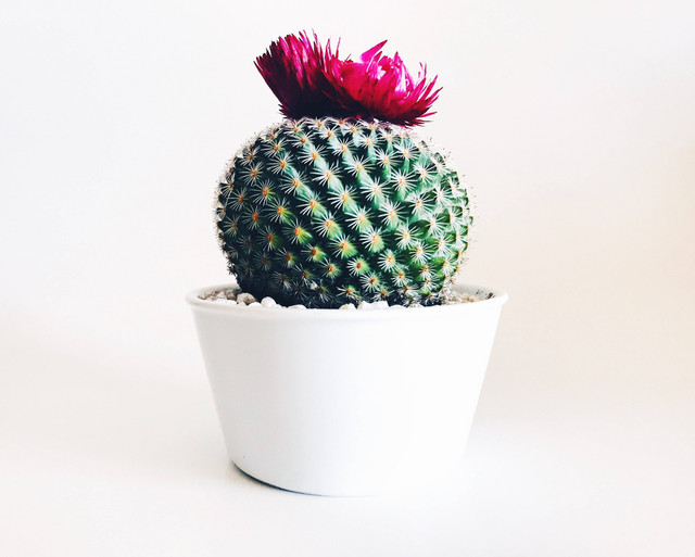 Ilustrasi Sebutkan Macam-Macam Tumbuhan Xerofit (Foto: Stephanie Harvey | Unsplash.com)