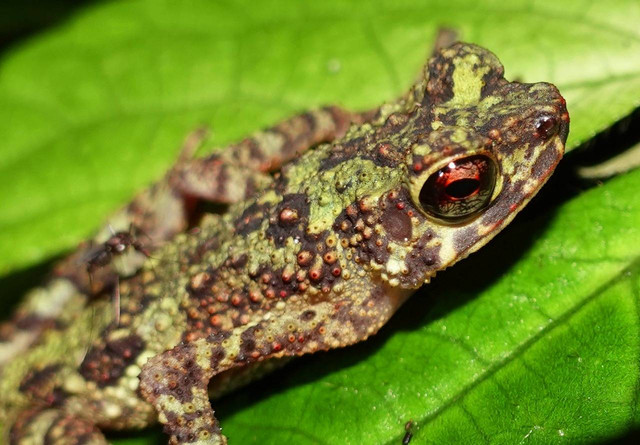 Sambas stream Toad atau Katak Pelangi Kalimantan yang di. Fototemukan kembali di CA Gunung Nyiut. Foto: Doc. Tim Jelajah CA Gununugn Nyiut BKSDA Kalbar 2022.