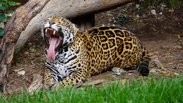 Seekor jaguar terlihat di cagar alam jaguar di Taman Konservasi Reino Animal, Oxtotipac, Meksiko, pada November 2022. Foto: Reuters