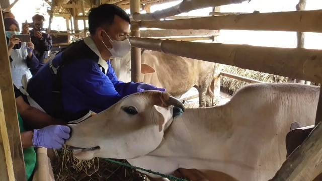 Petugas dari Dinas Perikanan dan Peternakan (Diskanak) Kabupaten Sumedang melakukan pemeriksaan hewan ternak. Foto: Diskominfosanditik