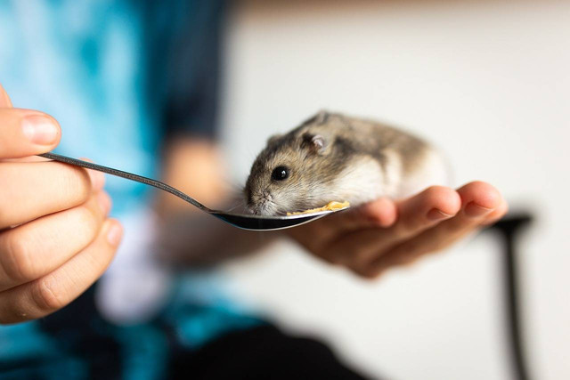 Ilustrasi Langkah Memelihara Hamster di Rumah. (Foto: Cparks by https://pixabay.com/id/)