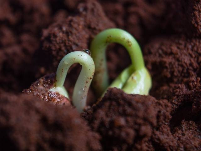Ilustrasi sistem pembibitan tanaman, sumber foto imso gabriel on Unsplash