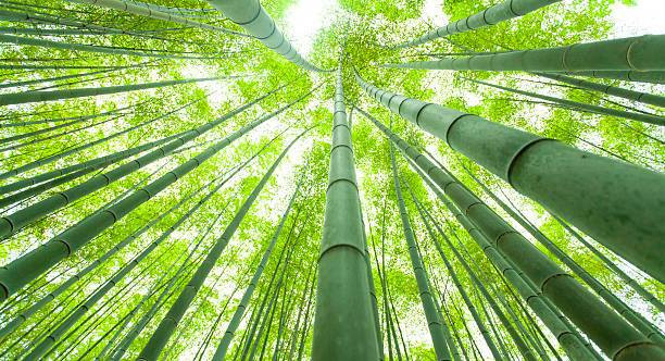 Ciri-Ciri Bahan Keras Bambu, Foto: Unsplash.