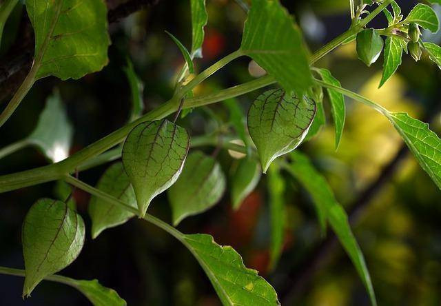 Ilustrasi tanaman ciplukan. Foto: pixabay.com