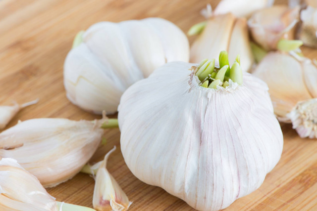 Ilustrasi bawang putih yang sudah tumbuh tunas. Foto: Morinka/Shutterstock