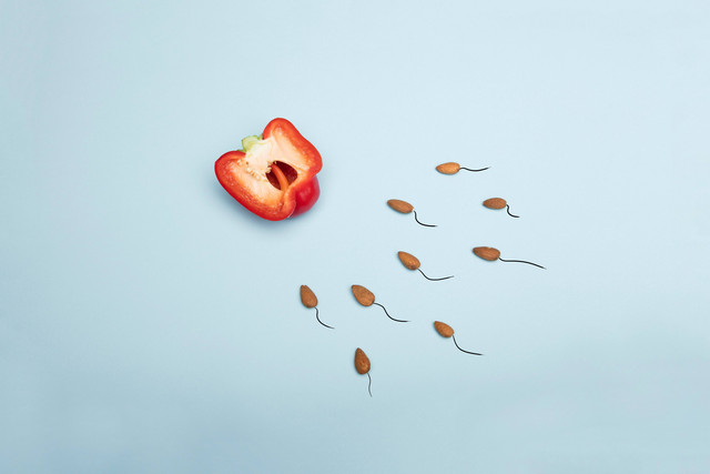 Ilustrasi Fungsi Ovarium. Foto: dok. Deon Black (Unsplash.com)