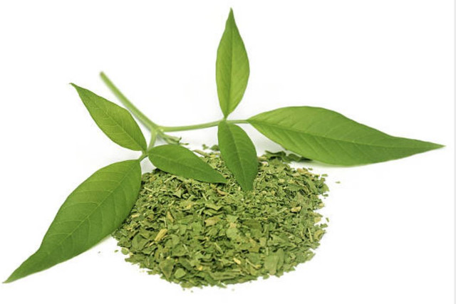 Daun kelor , sumber : pixabay.com