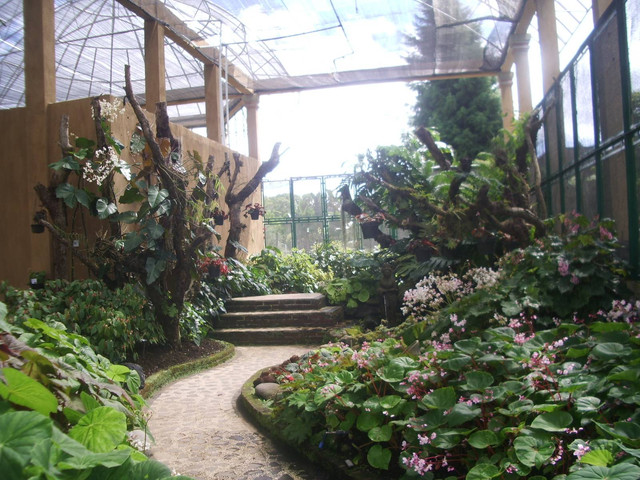 Keindahan koleksi Begonia sebagai aksen taman indoor. Foto Dokumentasi : Melani Kurnia Riswati