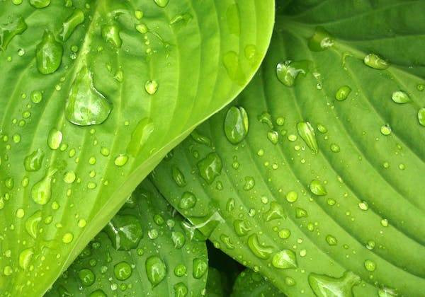 Ilustrasi filosofi warna hijau. Foto: Pexels