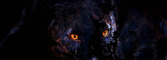 Black Panther menjadi hewan Ikonik dalam film ini. sumber https://pixabay.com/photos/bagheera-black-panther-7444409/